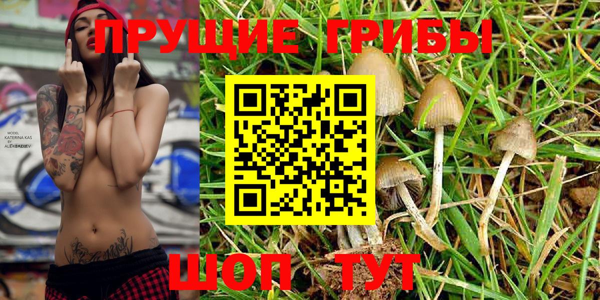 Тихвин  купить закладку  Вход с VPN  Галлюциногенные грибы Psilocybe 